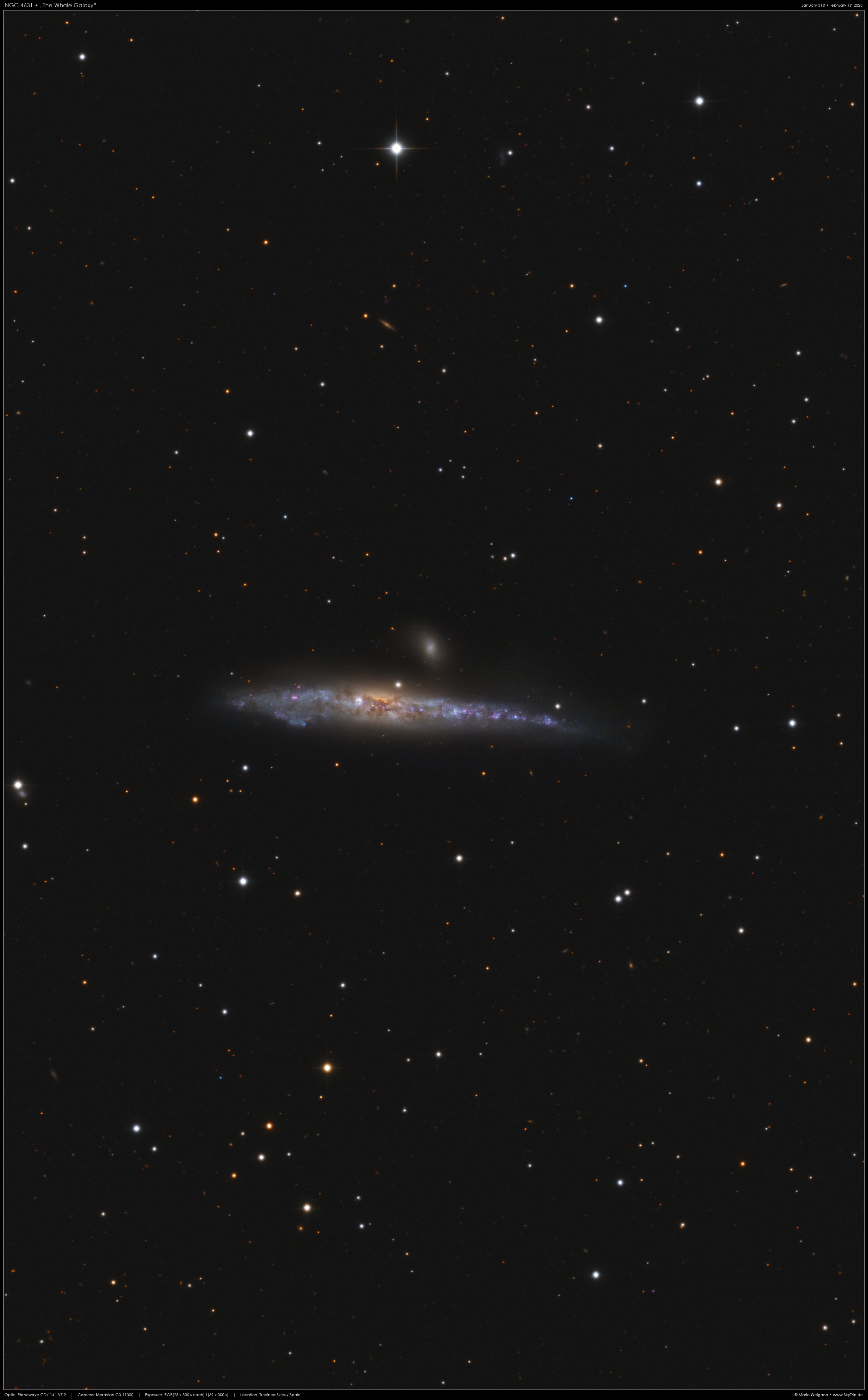 Walgalaxie NGC 4631