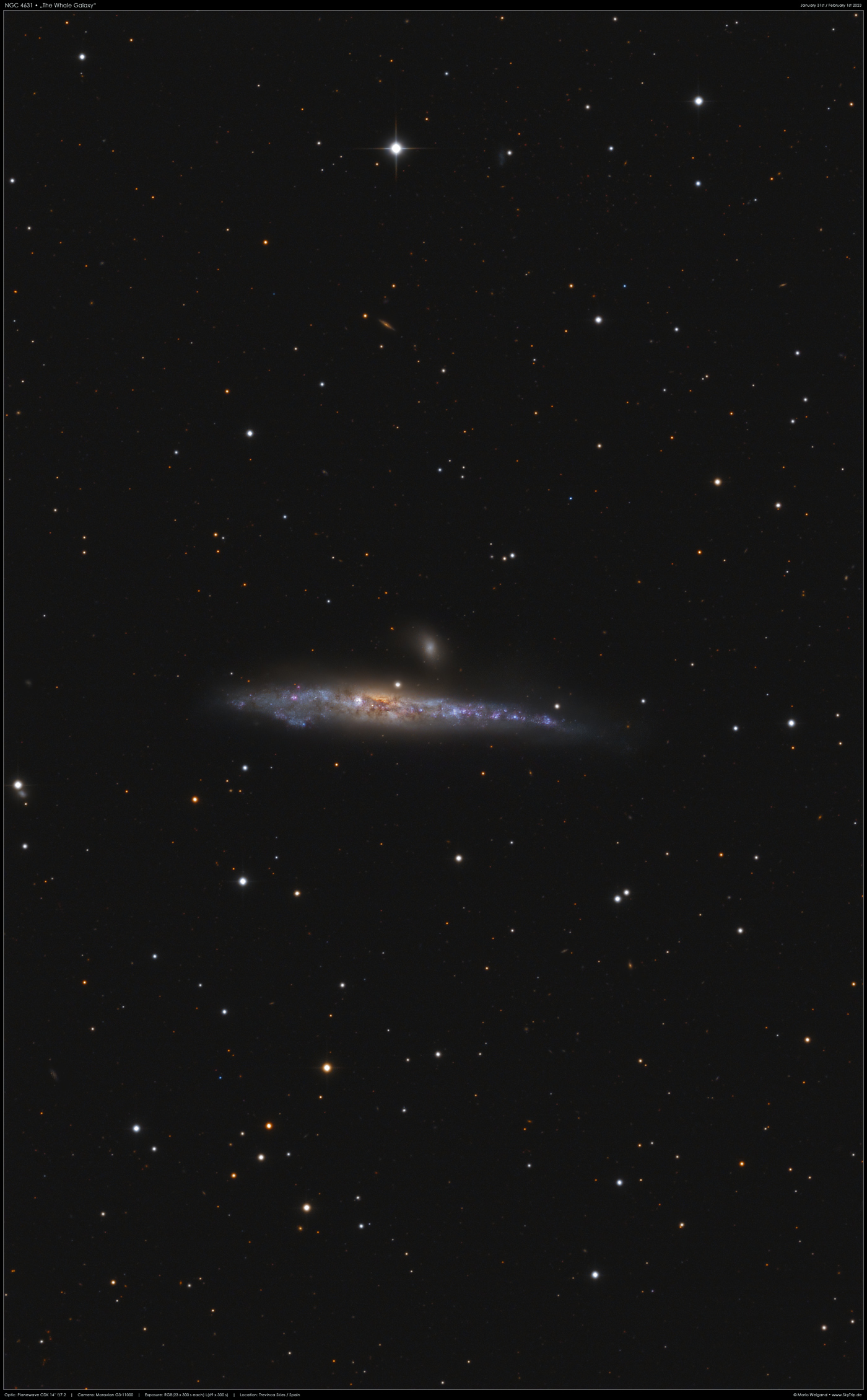 Walgalaxie NGC 4631