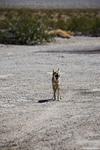 Coyote im Death Valley